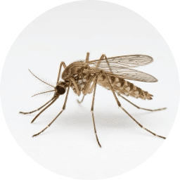 Common House Mosquito
