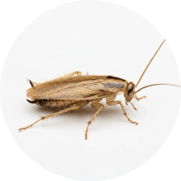German Cockroach