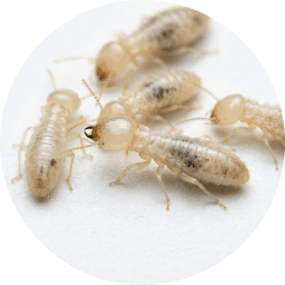 Subterranean Termites